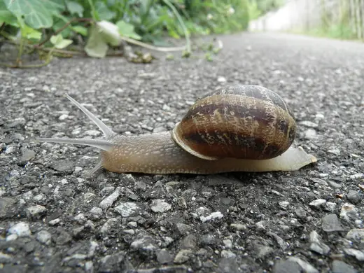 Garden snail, photo 1 of 3