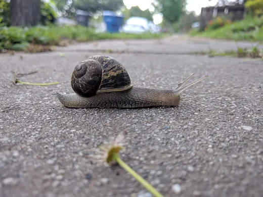 Garden snail, photo 2 of 3