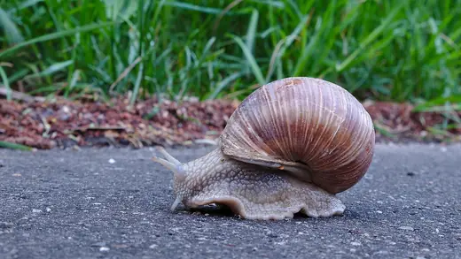Garden snail, photo 3 of 3