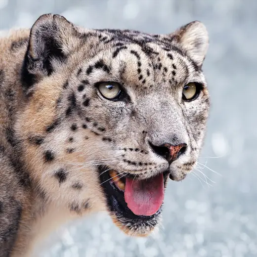 Snow leopard, photo 1 of 3