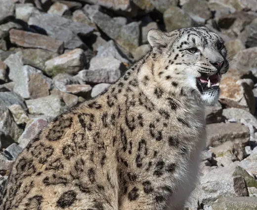 Snow leopard, photo 2 of 3