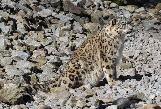Snow leopard, photo 3 of 3