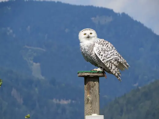 Snowy owl, photo 1 of 3
