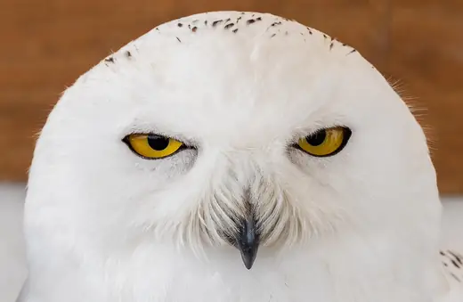 Snowy owl, photo 2 of 3