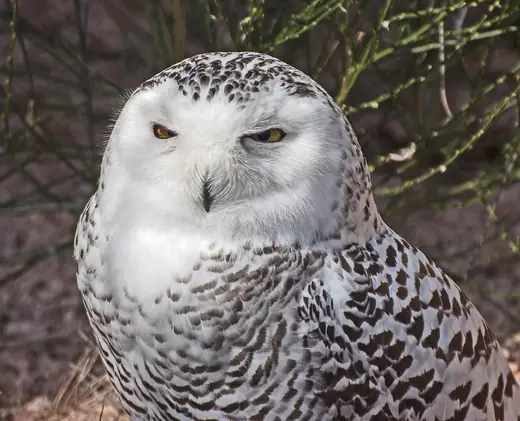 Snowy owl, photo 3 of 3