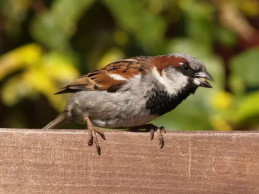 House sparrow, photo 1 of 3