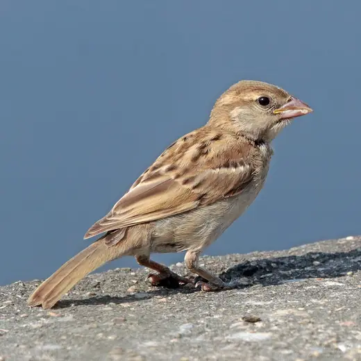 House sparrow, photo 2 of 3