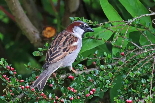 House sparrow, photo 3 of 3