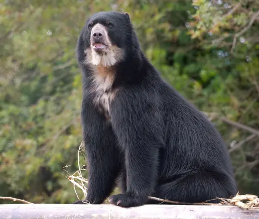 Spectacled bear, photo 1 of 3