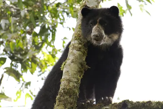 Spectacled bear, photo 2 of 3