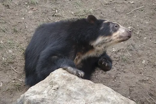 Spectacled bear, photo 3 of 3