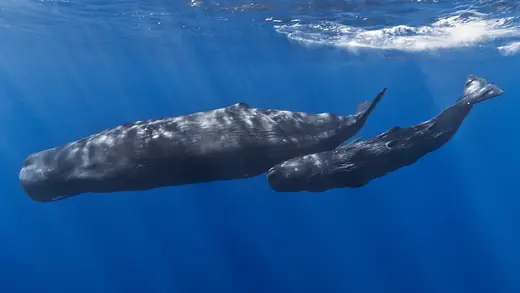 Sperm whale, photo 1 of 3