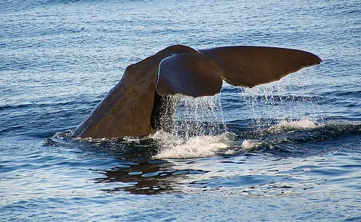 Sperm whale, photo 2 of 3
