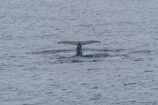 Sperm whale, photo 3 of 3