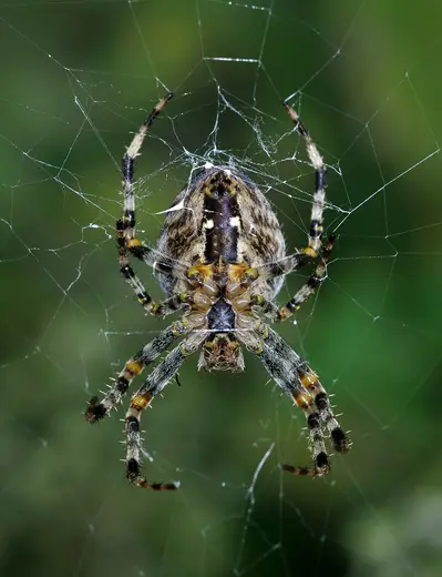 Garden spider, photo 1 of 3