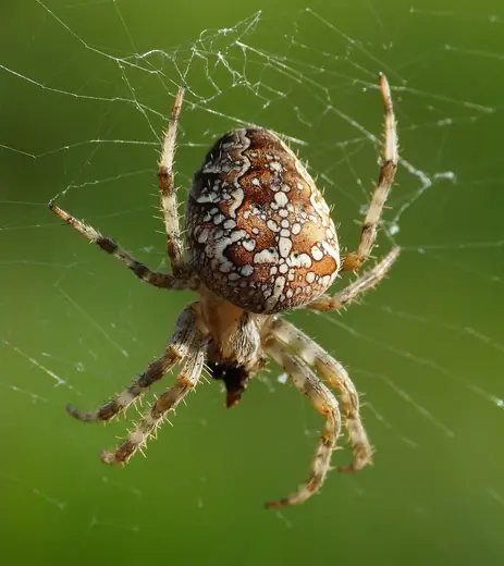 Garden spider, photo 2 of 3