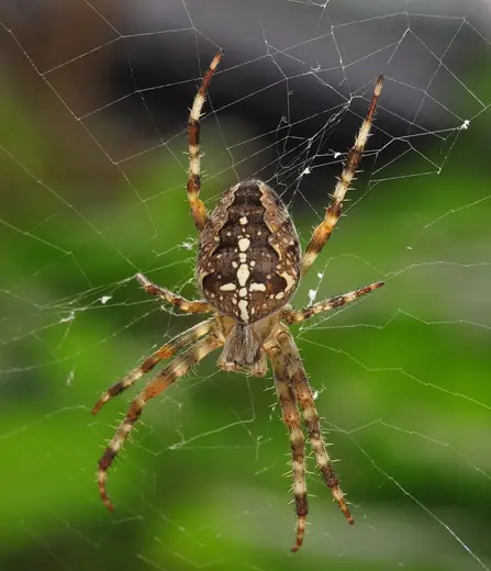 Garden spider, photo 3 of 3