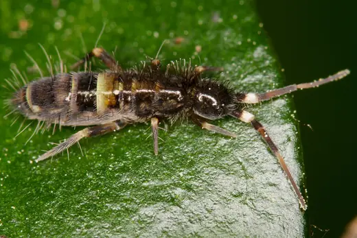 Springtail, photo 1 of 3