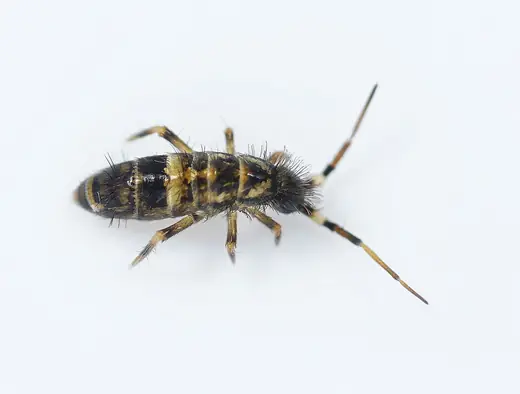 Springtail, photo 3 of 3
