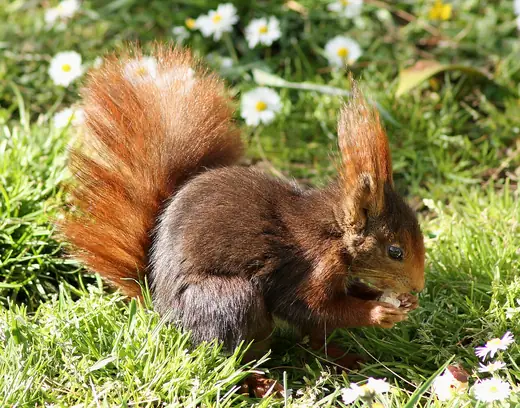 Red squirrel, photo 1 of 3