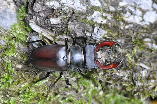 Stag beetle (male), photo 1 of 3