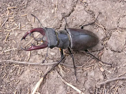 Stag beetle (male), photo 2 of 3