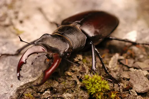 Stag beetle (male), photo 3 of 3