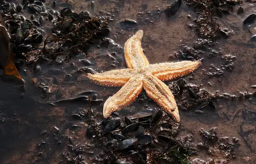 Common starfish, photo 1 of 3