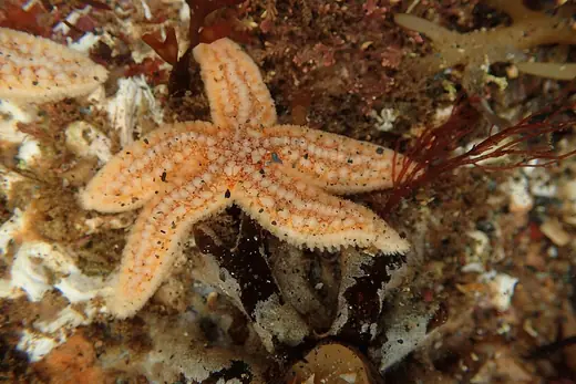 Common starfish, photo 2 of 3