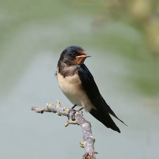 Swallow, photo 1 of 3