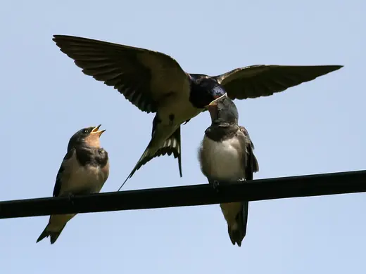 Swallow, photo 2 of 3