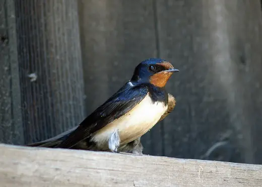 Swallow, photo 3 of 3