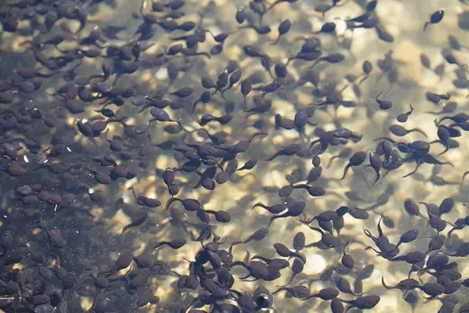 Frog tadpoles, photo 2 of 3