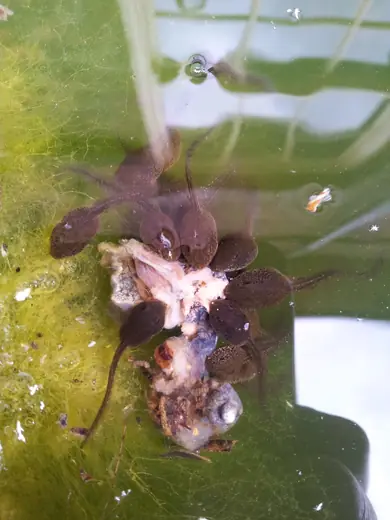 Frog tadpoles, photo 3 of 3