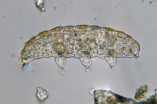 Water bear, photo 1 of 3