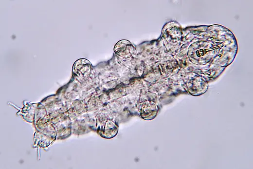 Water bear, photo 2 of 3