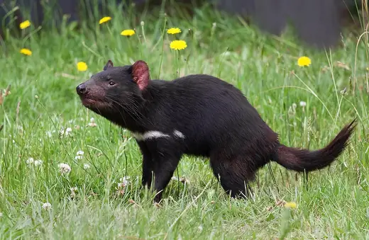 Tasmanian devil, photo 1 of 3