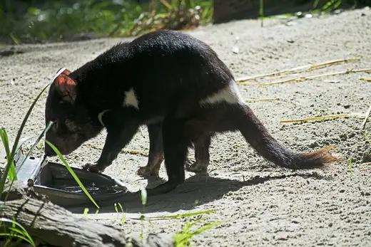 Tasmanian devil, photo 2 of 3