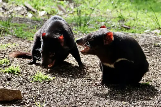 Tasmanian devil, photo 3 of 3