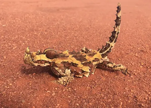 Thorny devil, photo 1 of 3