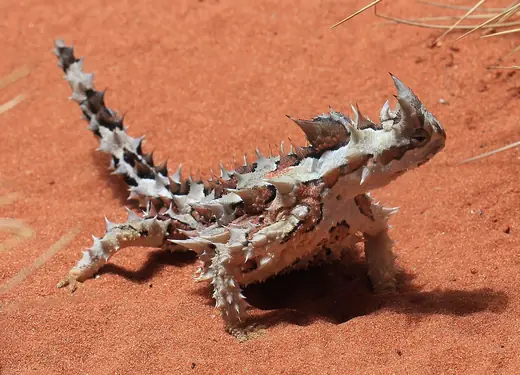 Thorny devil, photo 2 of 3