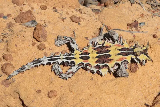Thorny devil, photo 3 of 3