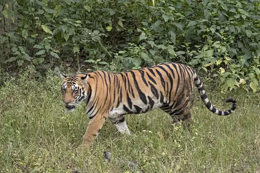 Bengal tiger, photo 1 of 3