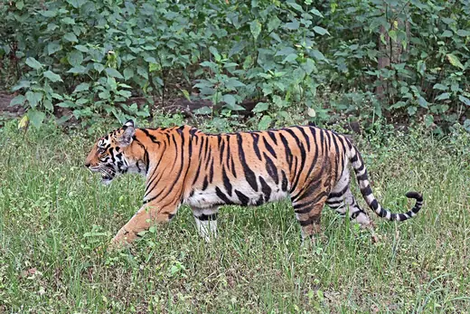 Bengal tiger, photo 2 of 3