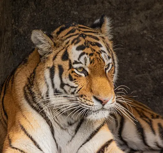 Bengal tiger, photo 3 of 3