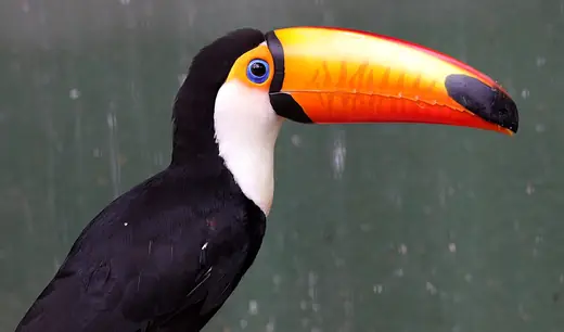 Toco toucan, photo 1 of 3