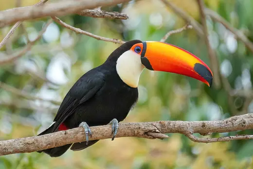 Toco toucan, photo 2 of 3