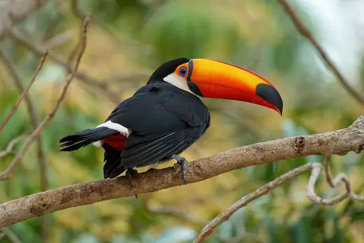 Toco toucan, photo 3 of 3