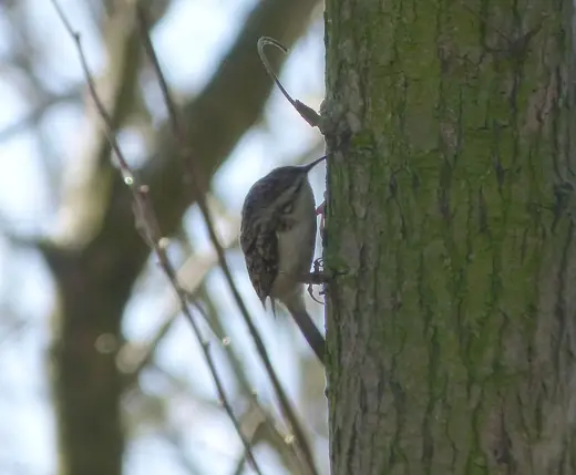 Treecreeper, photo 3 of 3