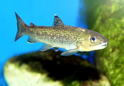Brown trout, photo 1 of 3